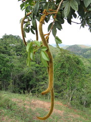 Handroanthus chrysotrichus