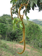Handroanthus chrysotrichus