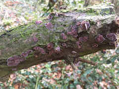 Radulomyces confluens