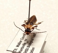 Podabrus flavicollis