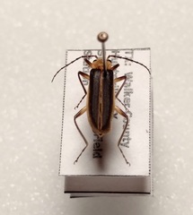 Podabrus flavicollis