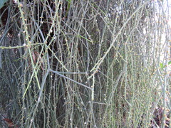 Rhipsalis lindbergiana