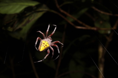 Eriophora nephiloides