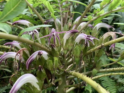 kue-nui (Cyanea grimesiana)