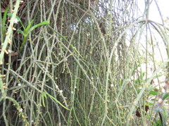 Rhipsalis lindbergiana
