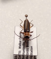 Podabrus flavicollis