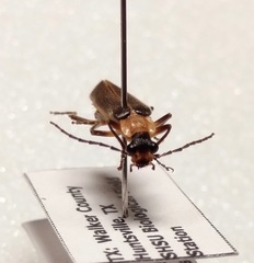 Podabrus flavicollis