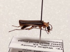 Podabrus flavicollis