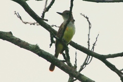 Myiarchus tyrannulus