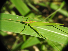 Hyperophora major