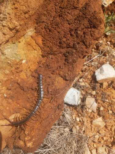 Mediterranean Banded Centipede