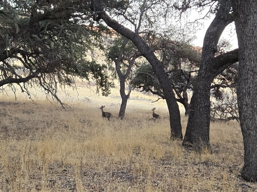 iNaturalist observation photo of California Mule Deer
