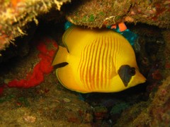 Chaetodon semilarvatus