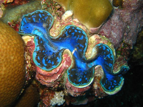 Small Giant Clam