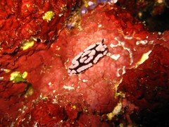 Phyllidiidae