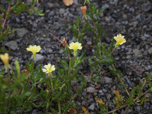 Oenothera laciniata, 2025-09-26