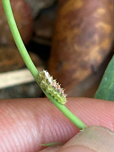 Unknown species found near E Roselle Ave, Mesa, AZ, US