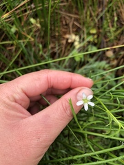 Arenaria paludicola