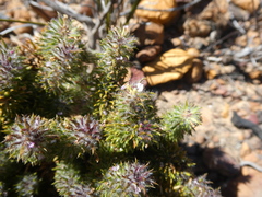 Muraltia decipiens