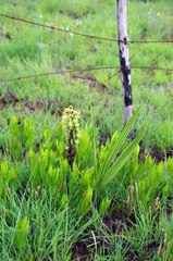 Orthochilus foliosus