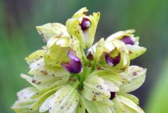 Orthochilus foliosus