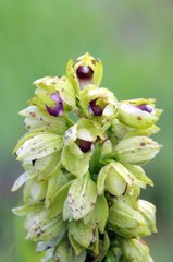 Orthochilus foliosus