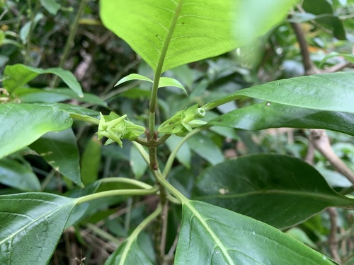 Kadua acuminata, 2025-10-11