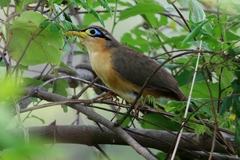 Morococcyx erythropygus