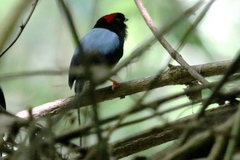 Chiroxiphia linearis