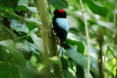 Chiroxiphia linearis