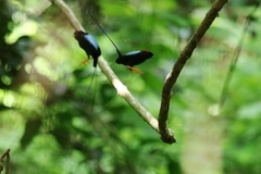 Chiroxiphia linearis