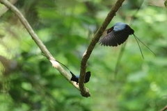 Chiroxiphia linearis