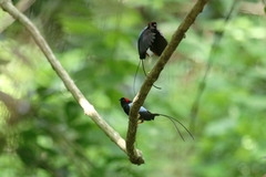 Chiroxiphia linearis