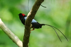 Chiroxiphia linearis