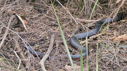 Red-bellied Black Snake sighting