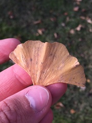 Bartheletia paradoxa