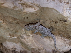 Tarentola mauritanica juliae