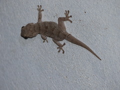 Tarentola mauritanica juliae