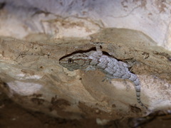 Tarentola mauritanica juliae