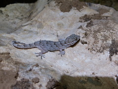 Tarentola mauritanica juliae