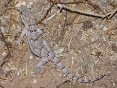 Tarentola mauritanica juliae