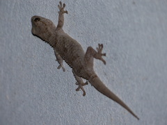Tarentola mauritanica juliae