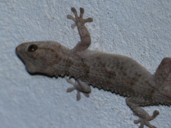 Tarentola mauritanica juliae