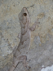 Tarentola mauritanica juliae