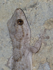 Tarentola mauritanica juliae