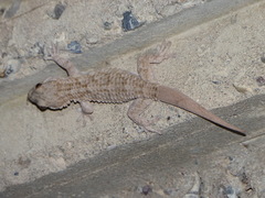 Tarentola mauritanica juliae