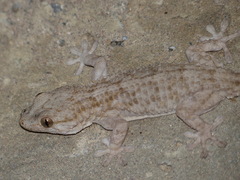 Tarentola mauritanica juliae
