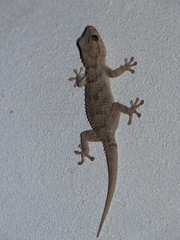 Tarentola mauritanica juliae
