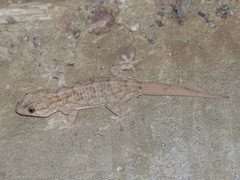 Tarentola mauritanica juliae