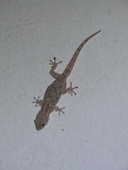 Tarentola mauritanica juliae
